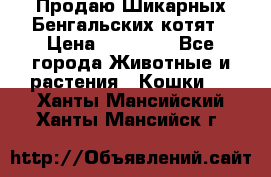 Продаю Шикарных Бенгальских котят › Цена ­ 17 000 - Все города Животные и растения » Кошки   . Ханты-Мансийский,Ханты-Мансийск г.